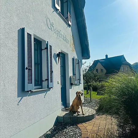 Seepferdchen Glowe